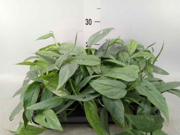 <h4>Epipremnum pinn. 'Cebu Blue'</h4>