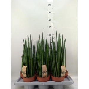 Sansevieria bacularis