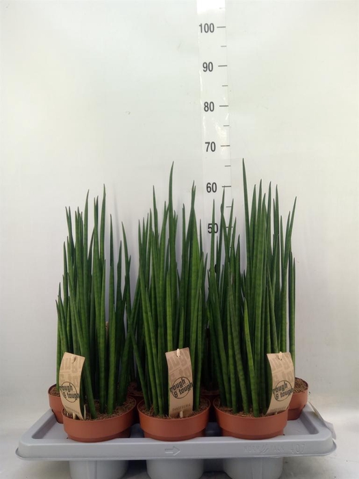 <h4>Sansevieria bacularis</h4>