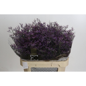 Limonium Safora Lilac
