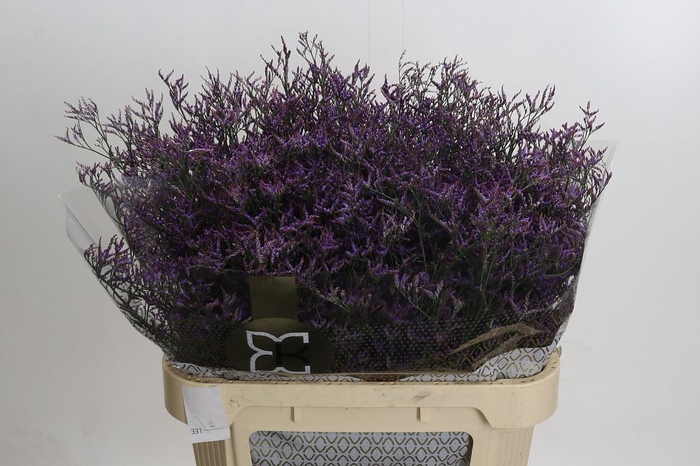 <h4>Limonium Safora Lilac</h4>