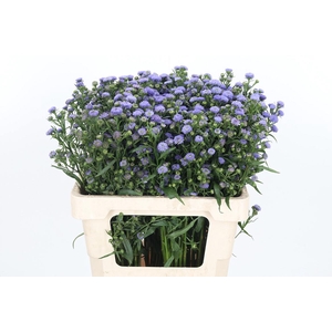 Aster Baby Blue