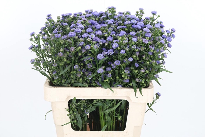 <h4>Aster Baby Blue</h4>