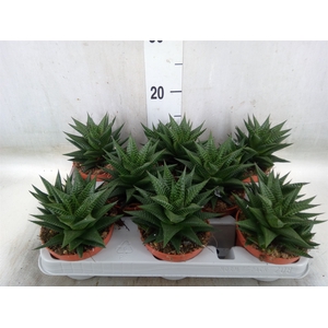 Haworthia limifolia