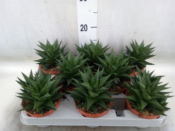 <h4>Haworthia limifolia</h4>