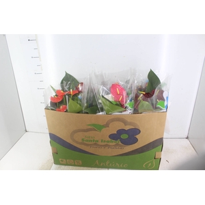ANTHURIUM VARIADO P15
