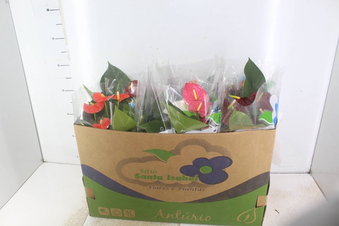 <h4>ANTHURIUM VARIADO P15</h4>