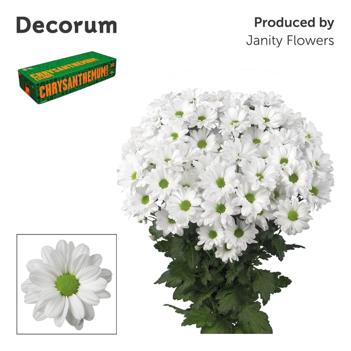 <h4>Chr T Kennedy Decorum</h4>