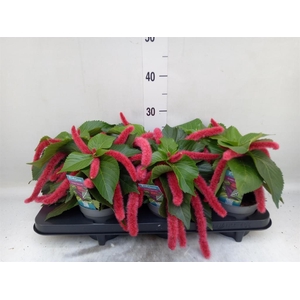 Acalypha hispida