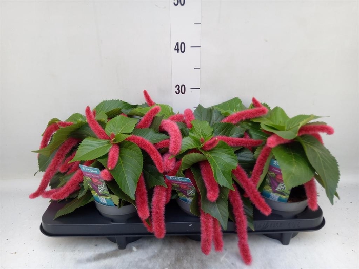 <h4>Acalypha hispida</h4>
