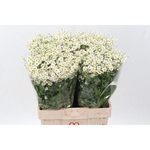 Tana Pa Single Vegmo