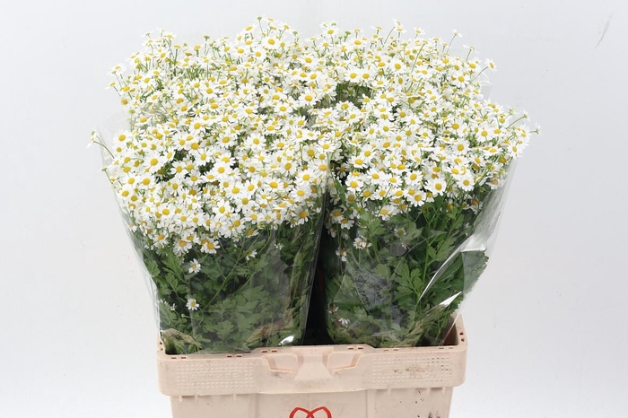 <h4>Tana Pa Single Vegmo</h4>