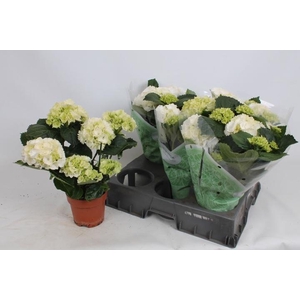 HYDR M CRYSTAL PALAC