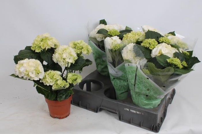 <h4>HYDR M CRYSTAL PALAC</h4>