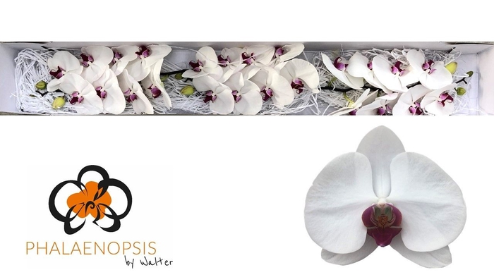 <h4>Phalaenopsis Red Lips</h4>