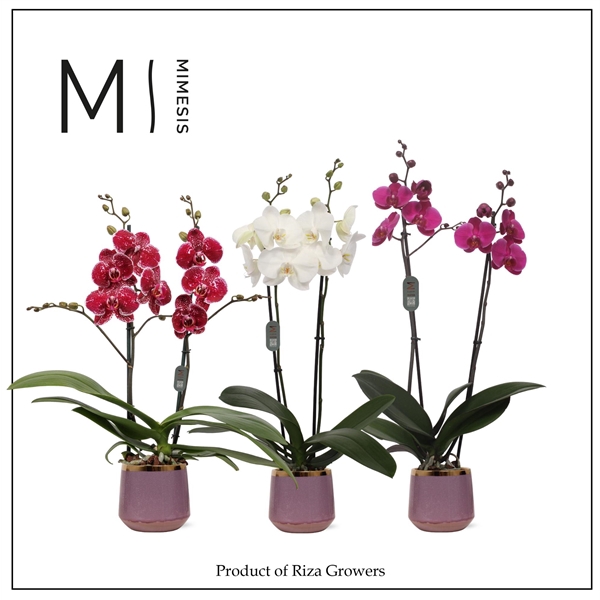 <h4>Mimesis Phal. Mix - 2 spike 12cm in Celeste Ceramic</h4>