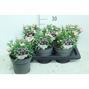 Dianthus   ...