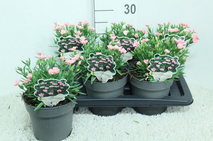 <h4>Dianthus   ...</h4>
