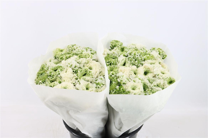 <h4>Ran Ponpon Ex Igloo</h4>