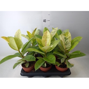 Ficus elastica   ...