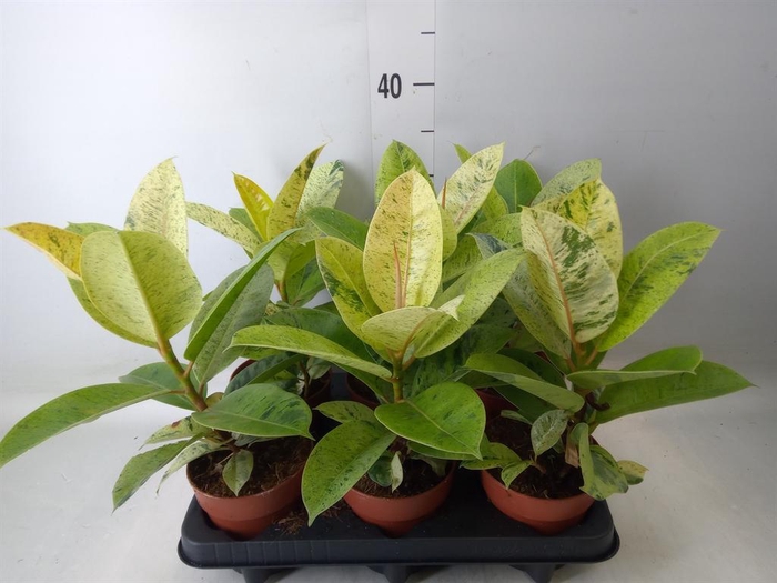 <h4>Ficus elastica   ...</h4>