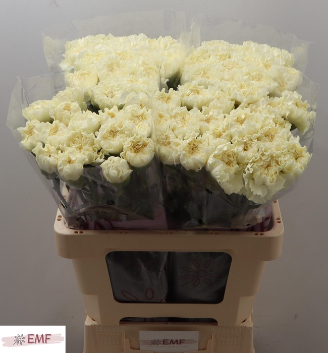 <h4>DI ST DILETTA CREMA</h4>