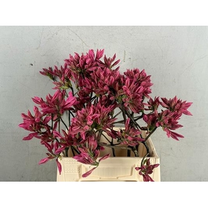 Rhodo. Roze