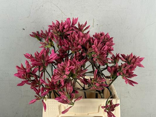 <h4>Rhodo. Roze</h4>