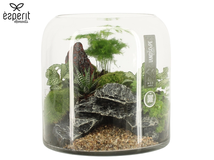 <h4>90629: Landscape arrangement</h4>