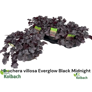 HEUCH OV