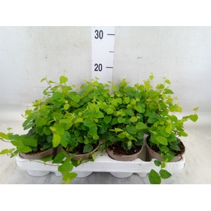 Ficus pumila 'Sunny Green'