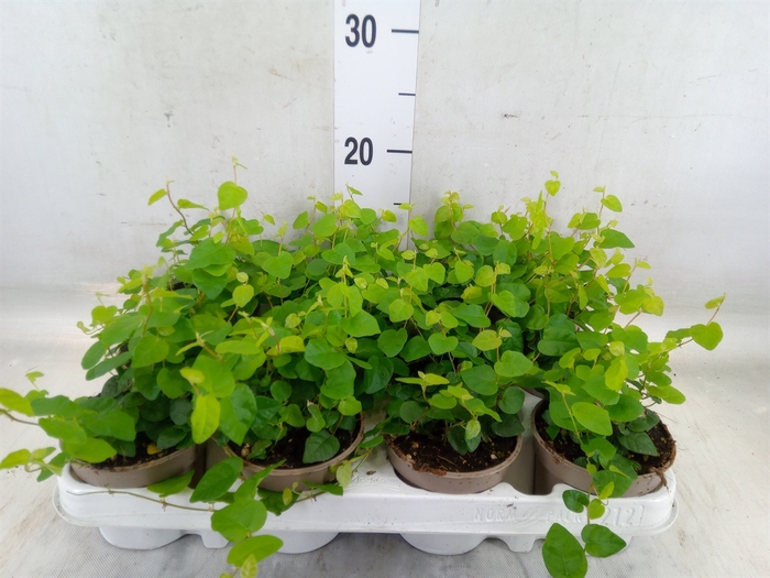 <h4>Ficus pumila 'Sunny Green'</h4>