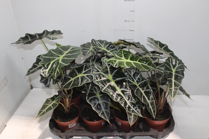 <h4>ALOCASIA POLLY P12</h4>