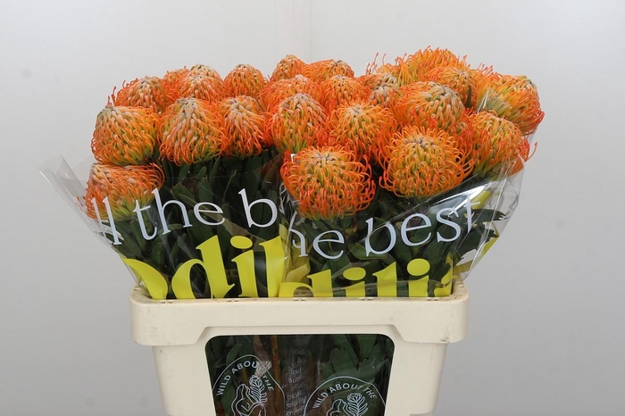 <h4>Nutans Ayoba Sun</h4>