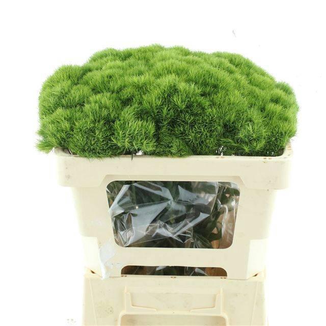 <h4>DI BARB GREEN TRICK</h4>