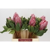 Protea Cynaroides Claire