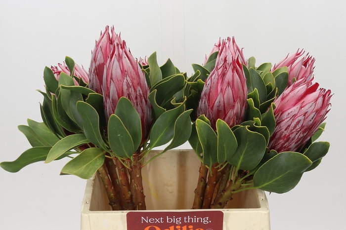 Protea Cynaroides Claire