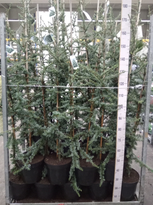 <h4>Cedrus libani 'Glauca'</h4>