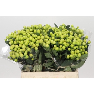 Hypericum Smiley Romance