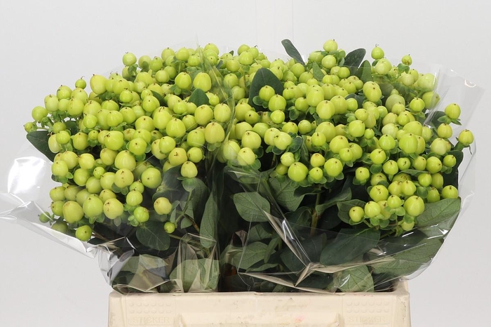 <h4>Hypericum Smiley Romance</h4>
