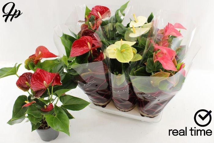 <h4>ANTHU AN GEM 4 KL</h4>