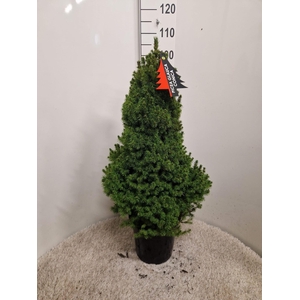 PICEA GL CONICA