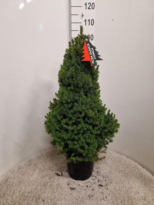 <h4>Picea Gl Conica</h4>
