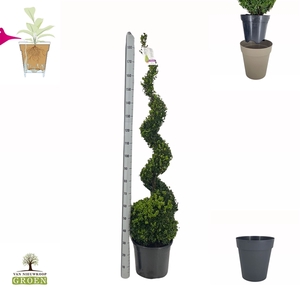 Buxus sempervirens Spiraal 140-150