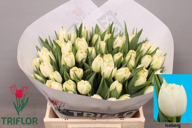 <h4>TU DU ICEBERG</h4>