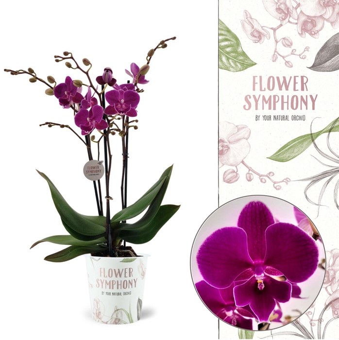 <h4>Flower Symphony | 108762 | Phalaenopsis 3 spike</h4>