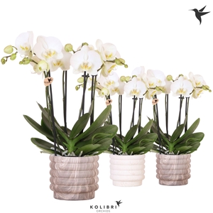 Kolibri Orchids Phalaenopsis Jewel Ghent 4 spike in Marble pot mix