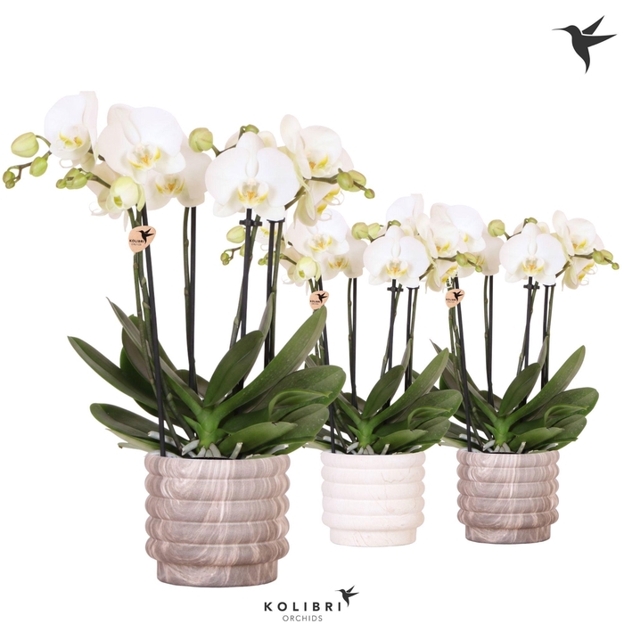 <h4>Kolibri Orchids Phalaenopsis Jewel Ghent 4 spike in Marble pot mix</h4>
