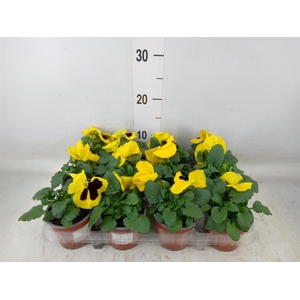 Viola wr. 'Colossus Yellow Blotch'