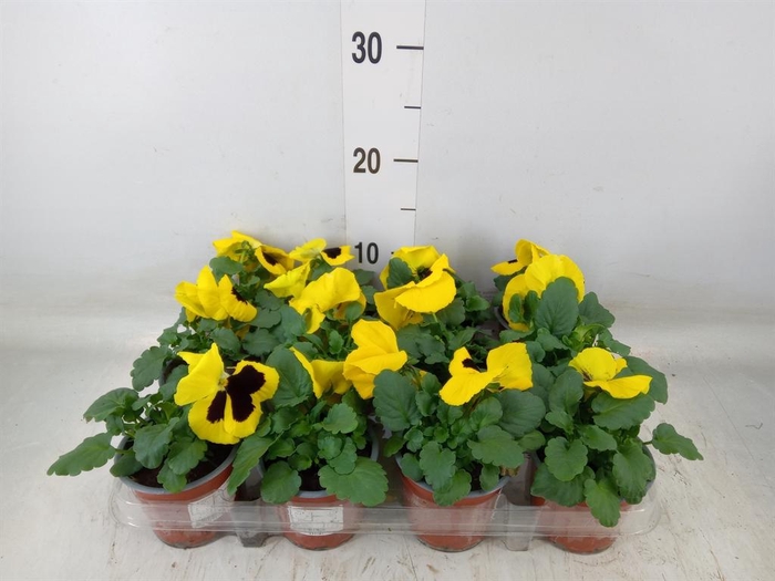 <h4>Viola wr. 'Colossus Yellow Blotch'</h4>